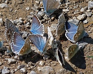 Mud-puddling Chalk-hill Blues - Polyommatus cordon © Teresa Farino